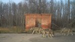 WIldChernobyl06-728x410.jpg