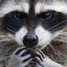Raccon